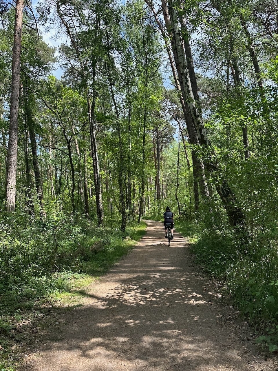Cyclist on gravel bike on forest path surrounded by green trees