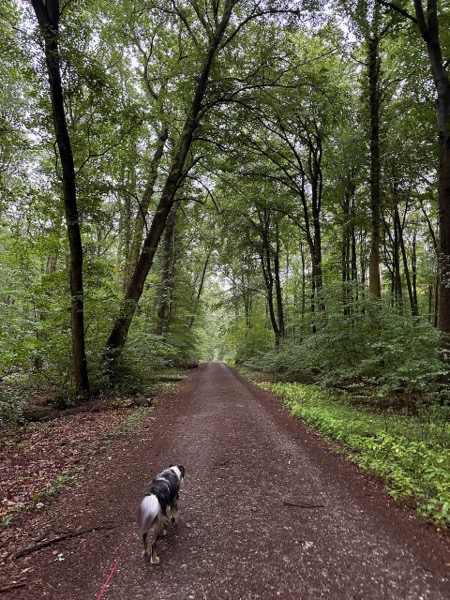 A forest path in the middle towards the horizon. Right and left trees. In front a dog can be seen from behind