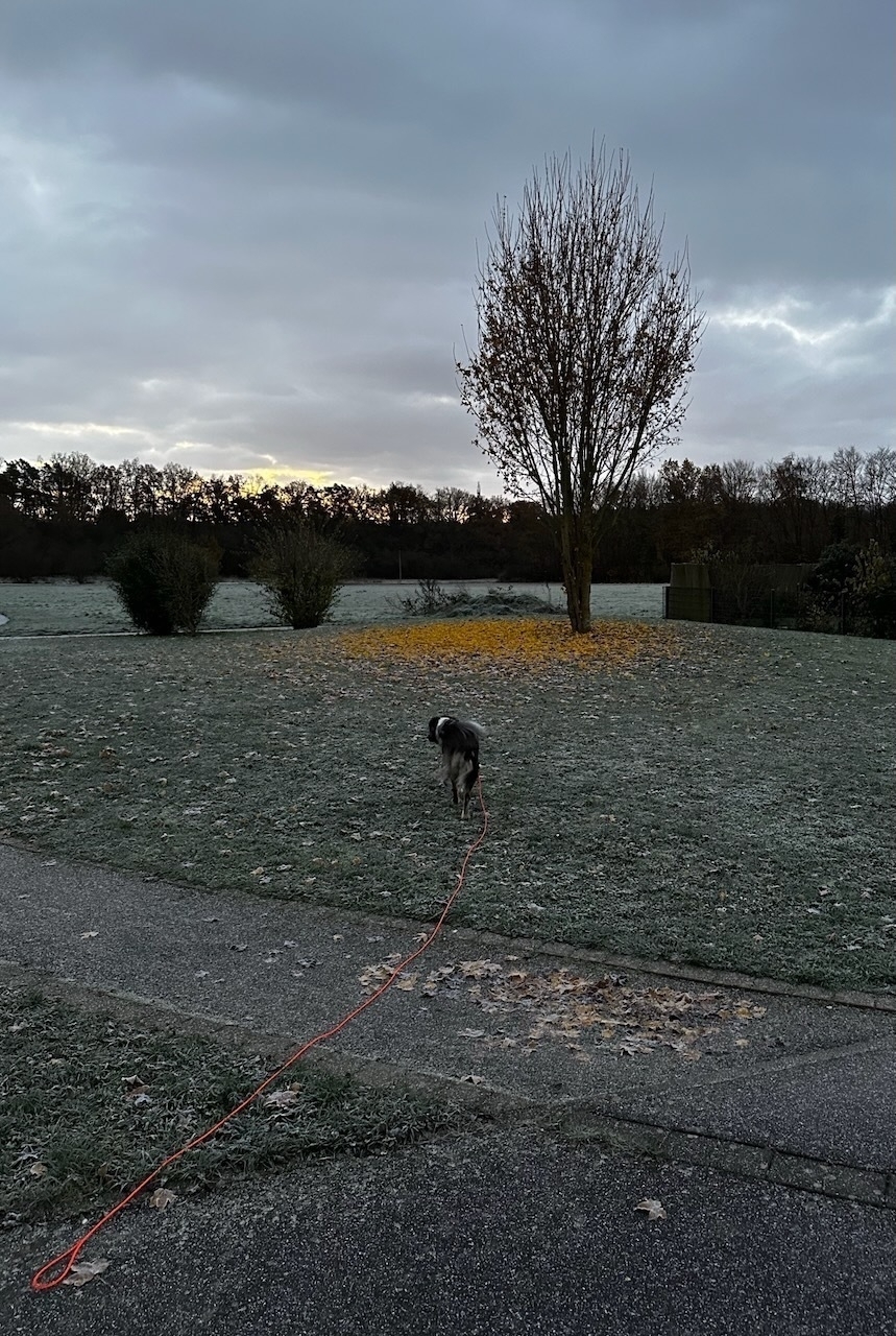 A frosty morning scene with a field covered in hoarfrost. A tree stands in the center with a vibrant yellow carpet of fallen leaves surrounding its base, contrasting against the muted silver and gray tones of the landscape. A dog on a red leash walks along a frosty pathway in the foreground. The sky is overcast, with hints of sunrise light peeking through the distant treeline.