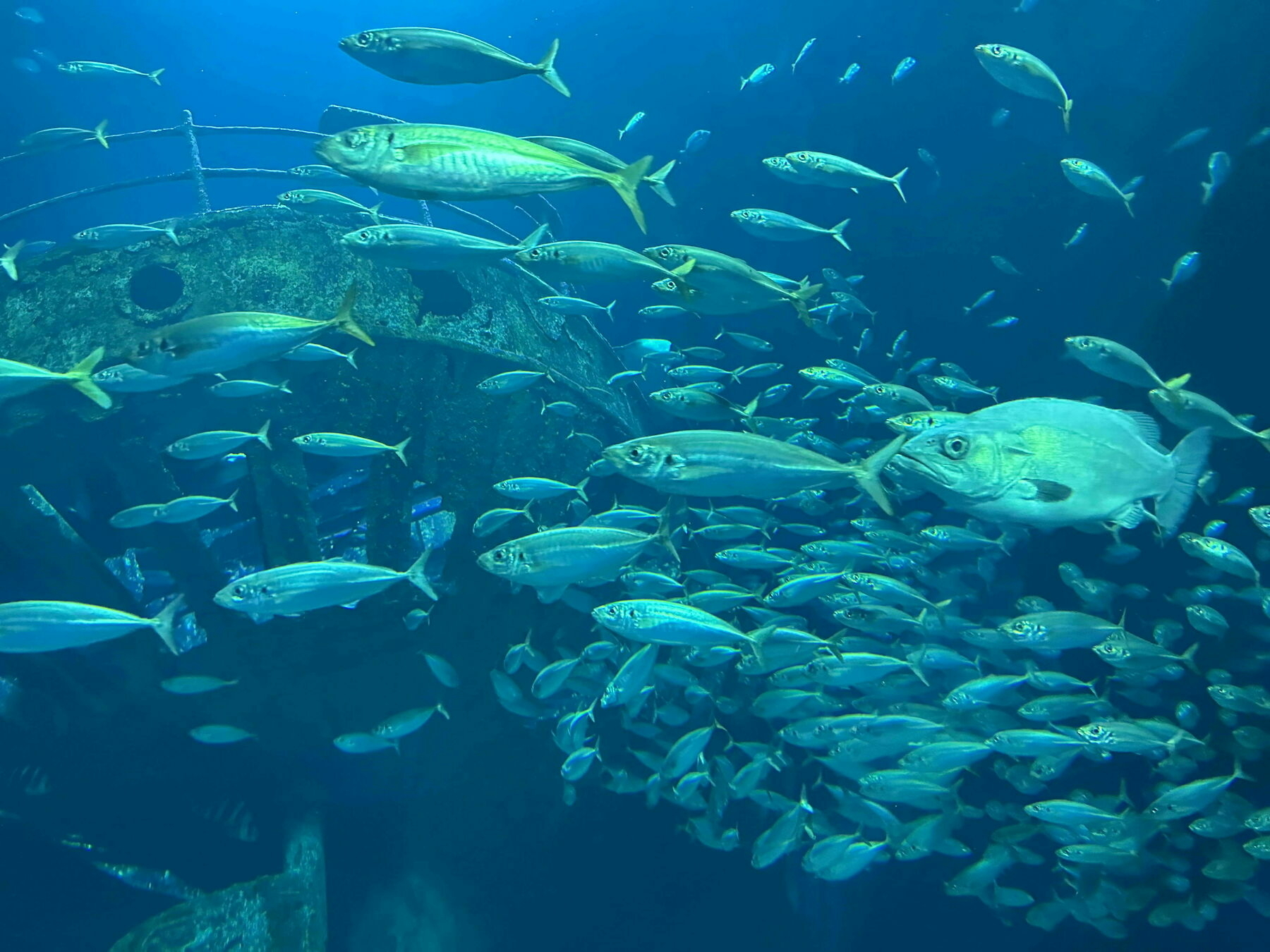 Lots of fish in an aquarium.