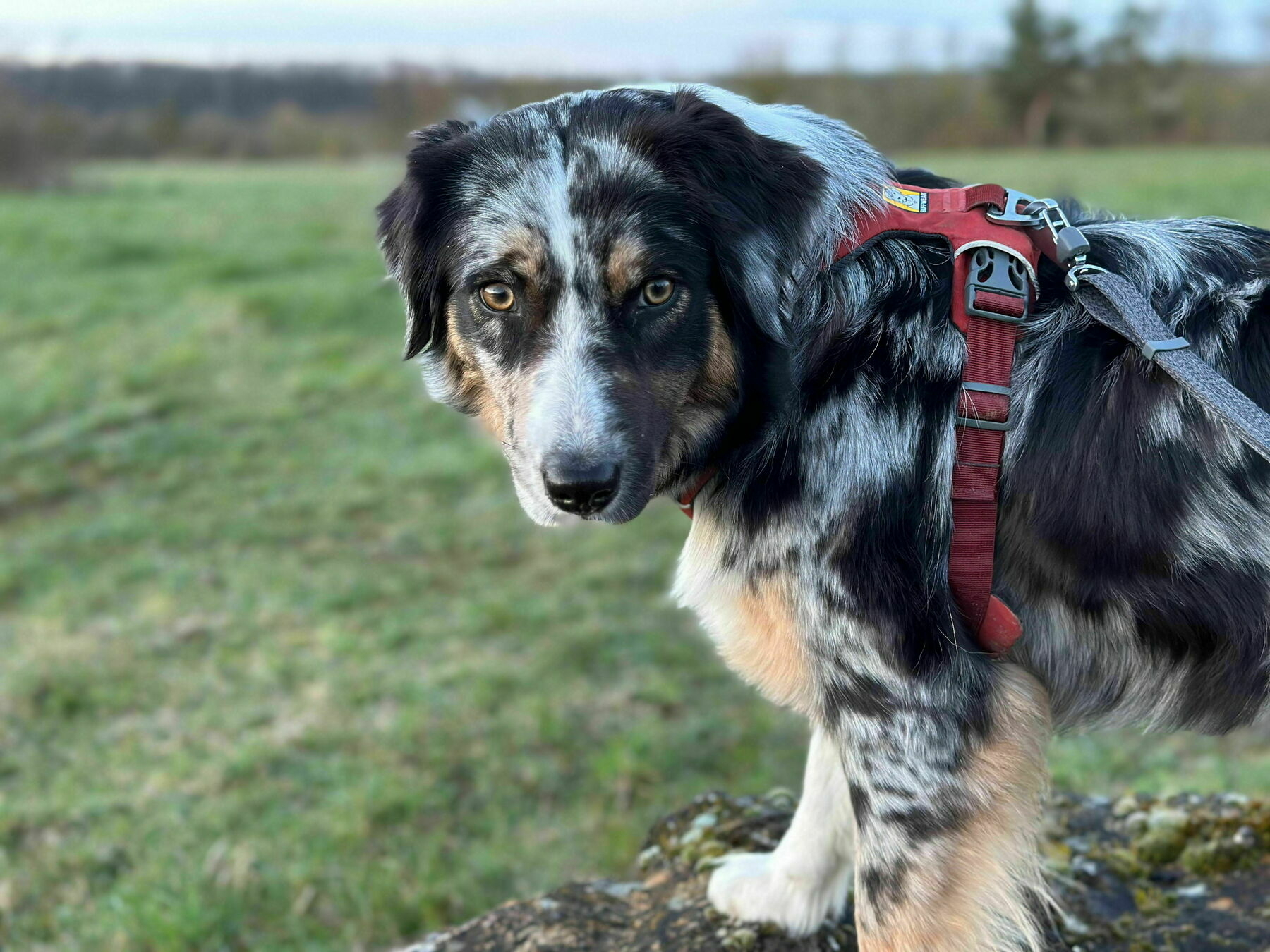 A dog looking into the camera.