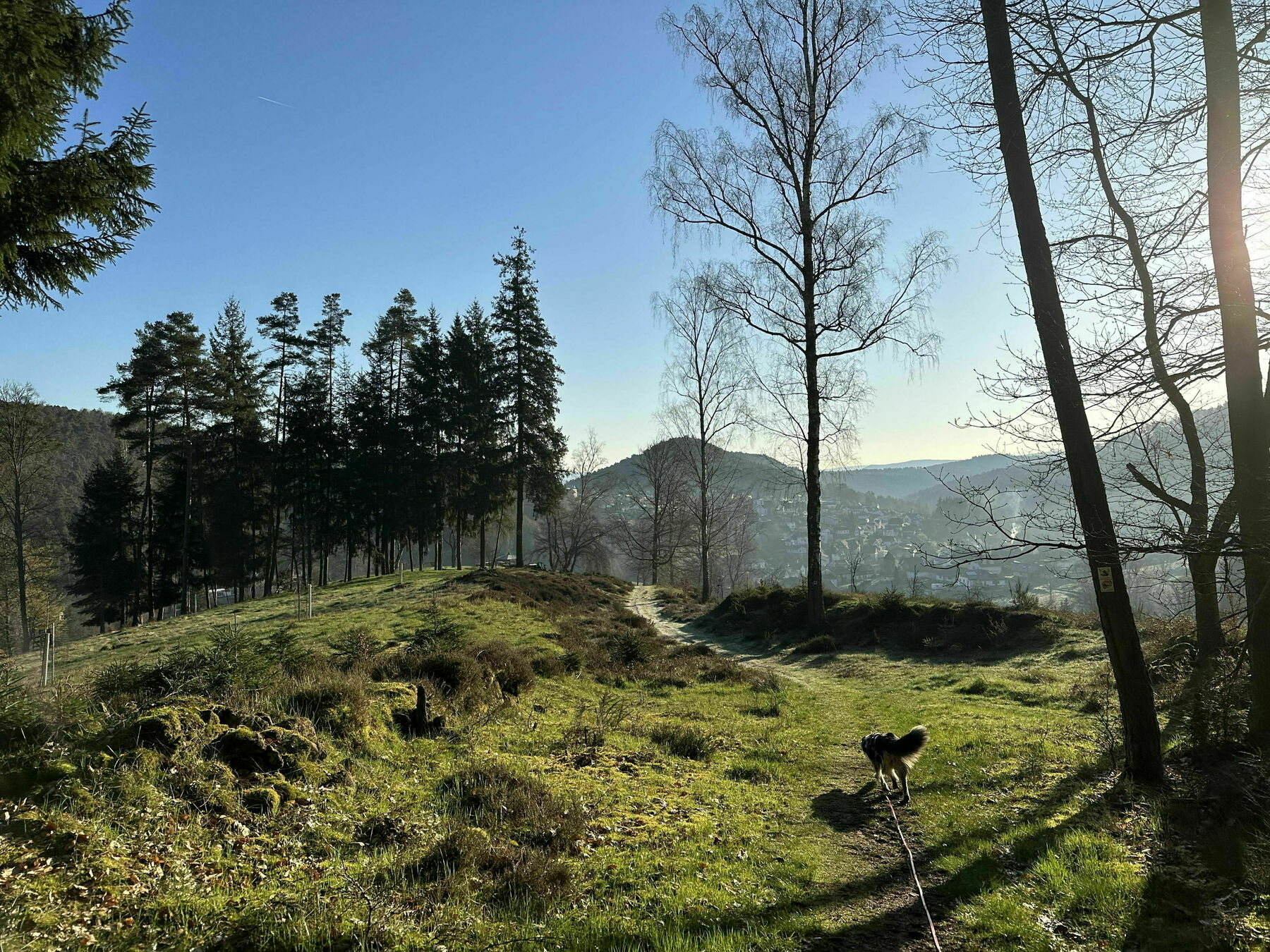 Forest landscape in the Palatinate Forest. A dog on a leash is standing a little distance away.