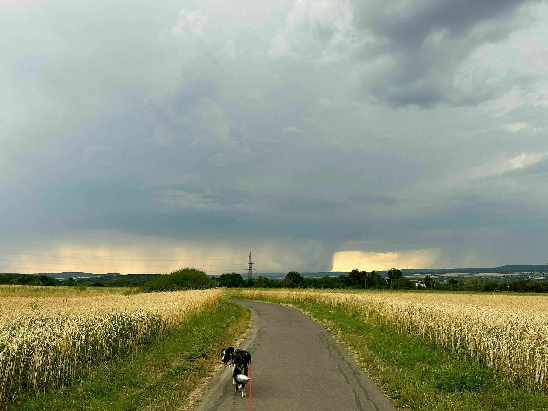 In the center a dog on a dirt road, right and left grain fields; in the background a thunderstorm front.