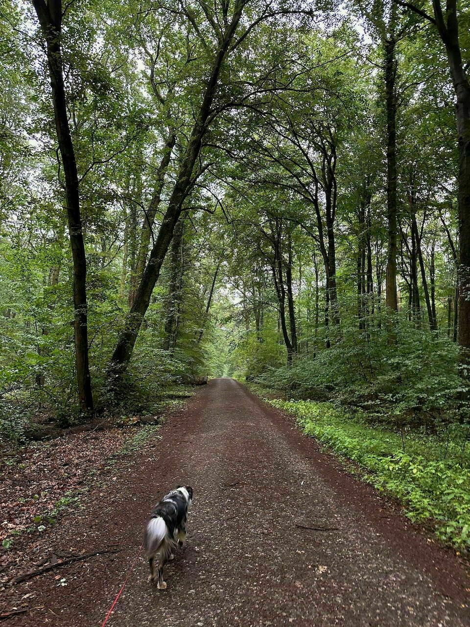 Ein Waldweg in der Mitte Richtung Horizont. Rechts und links BΓ€ume. Vorne ein Hund von hinten zu sehen.