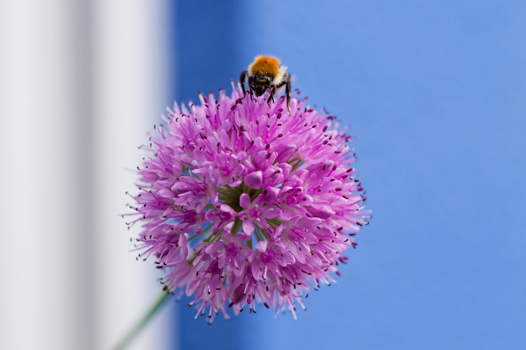 A bee with an orange and black body is sitting on a spherical purple flower. The flower has many tiny petals and is attached to a slender green stem. The background is blurred, showing hints of greenery and a window frame.