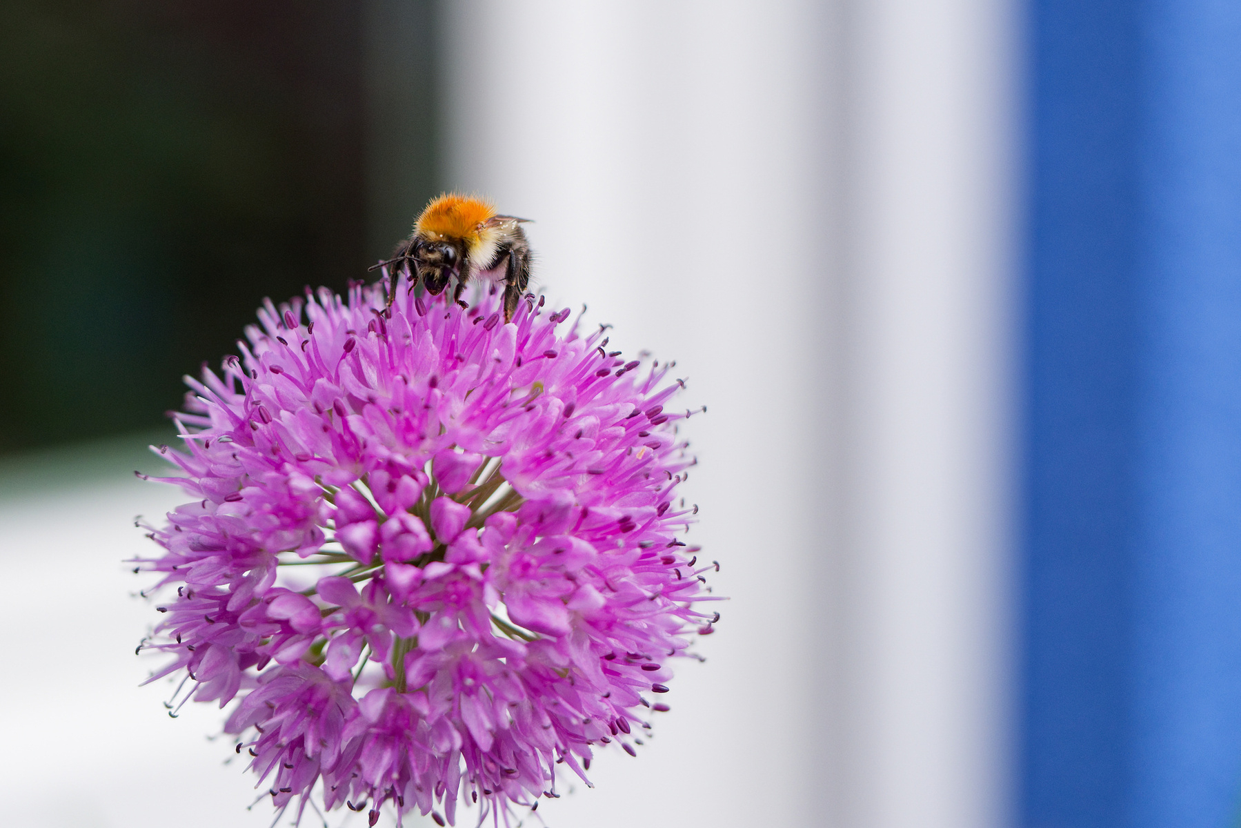 A bee with an orange and black body is sitting on a spherical purple flower. The flower has many tiny petals and is attached to a slender green stem. The background is blurred, showing hints of greenery and a window frame.