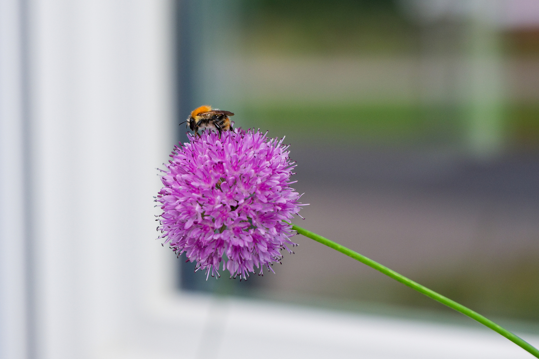 A bee with an orange and black body is sitting on a spherical purple flower. The flower has many tiny petals and is attached to a slender green stem. The background is blurred, showing hints of greenery and a window frame.